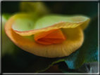 foto Fiori